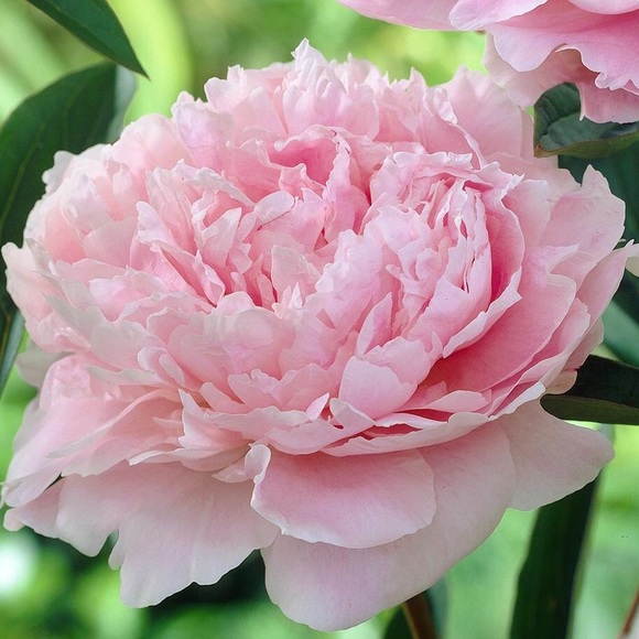 tennesseepeony